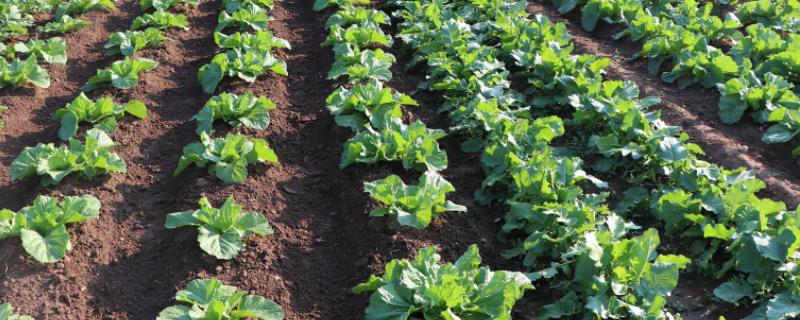 农业改造的三大步骤,农业一二三产业指什么