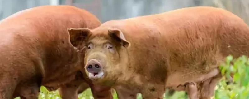 每日对畜禽类的摄入量,畜禽类食物有哪些