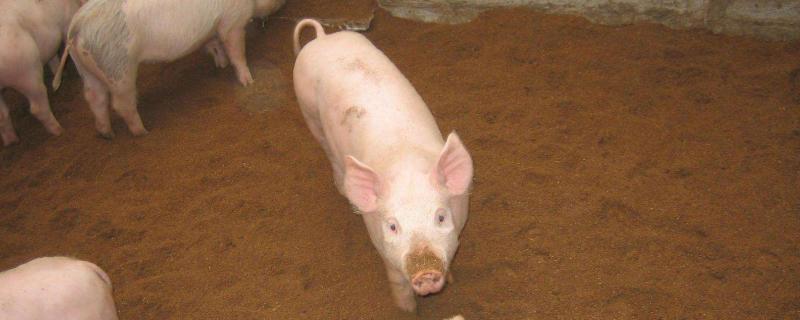 新手养猪需要注意什么,猪各个阶段用什么饲料