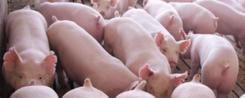 一群猪咬一头猪什么情况,如何制止