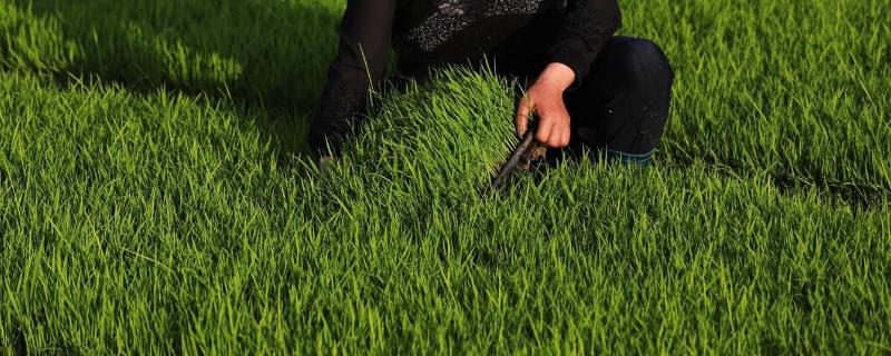 培育高产稳产田的措施,高产稳产田的指标有哪些?