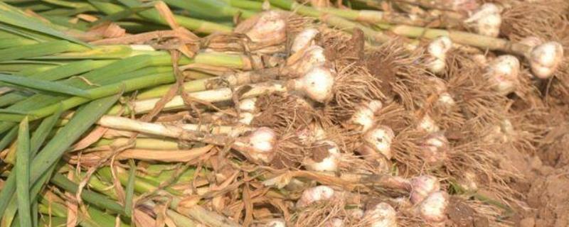 大蒜的田间管理及施肥方法,大蒜如何保存不发芽