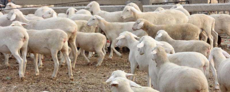 湖羊养殖成本利润分析,适合养殖在什么地方