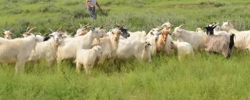 羊吃塑料是什么原因,羊磨牙不反刍不吃草怎么办