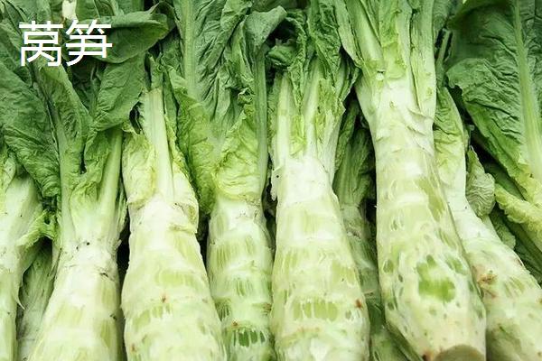 莴笋是油麦菜吗,附莴笋的种植方法