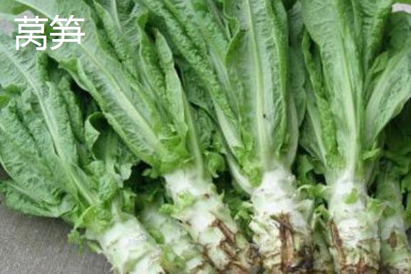 莴笋是油麦菜吗,附莴笋的种植方法