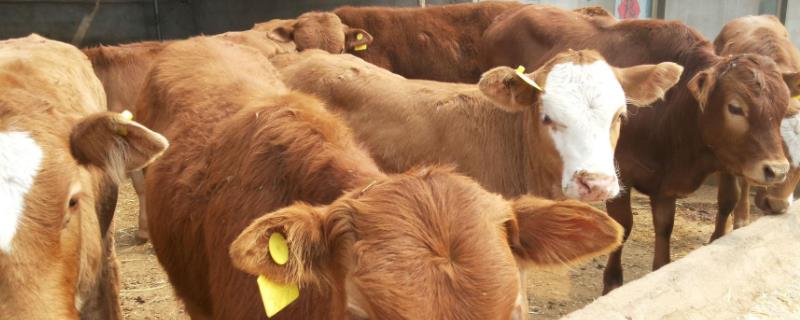 牛掉毛是什么原因?,怎么治疗