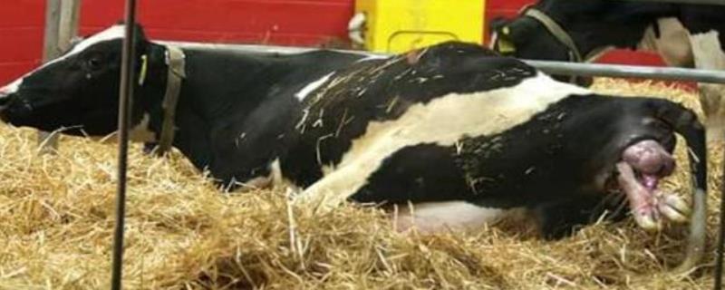 母牛产后消炎用什么药,产后喂红糖一次喂多少