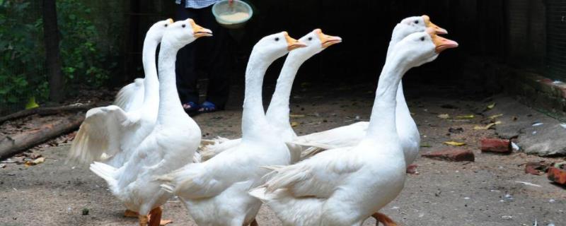 鹅长什么样子?,喜欢吃什么