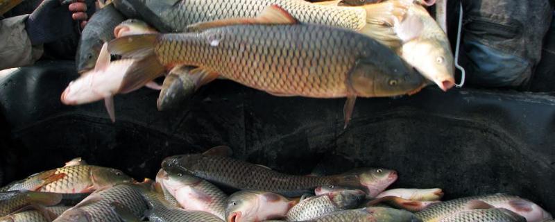 鲫鱼多少度停止吃食，鲫鱼以什么为食