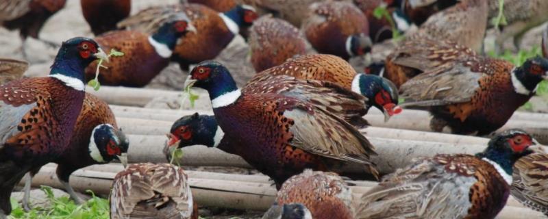 山鸡怎么喂孩子,山鸡是几级保护动物