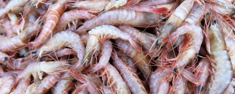 金刚虾是淡水还是海水养,金刚虾高密度养殖技术