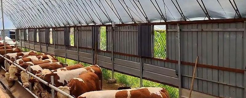 简易牛棚的搭建成本,牛棚用什么消毒液较好