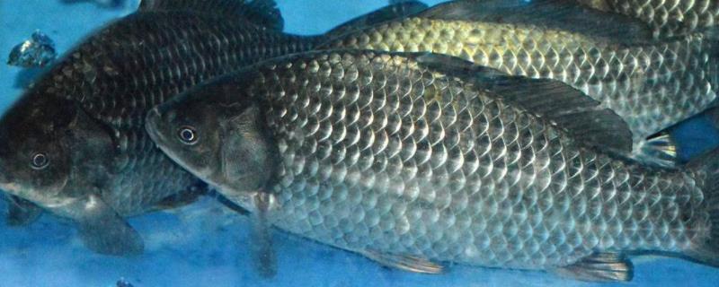 10平方的鱼池可以养多少鲫鱼,1000斤鲫鱼一天吃多少饲料