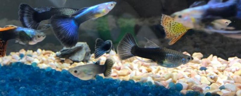 孔雀鱼水泵太强会不会累死,养孔雀鱼水温多少合适