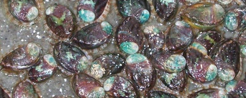 鲍鱼盐度和温度是多少,鲍鱼生活在海底什么位置