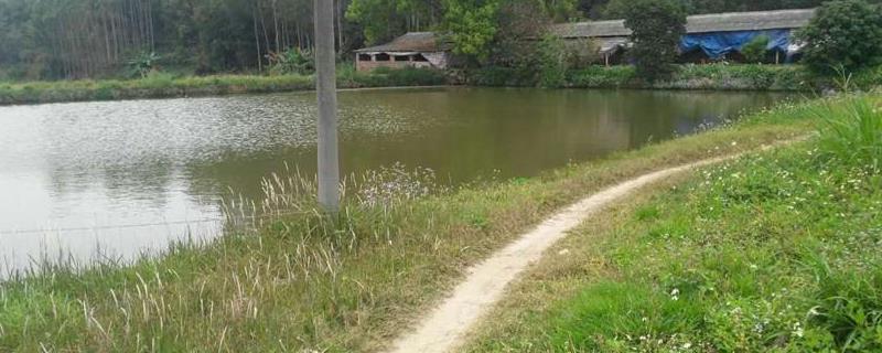 新挖的鱼塘要怎么处理才能养鱼，为什么鱼塘投鸡粪就不开口了