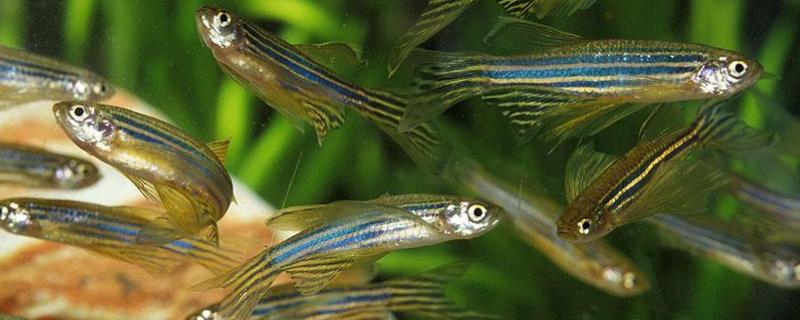 斑马鱼不隔离会不会产卵,肚子鼓鼓的是怎么回事