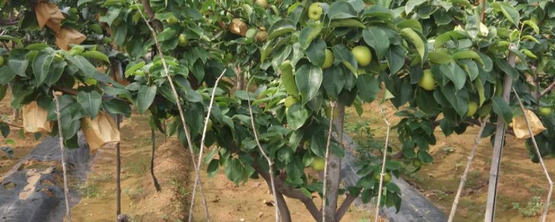 郑州农科院果树苗在哪里购买,果树寿命一览表