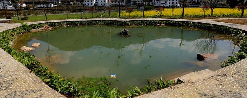 鱼塘出水口怎么设计,鱼塘长青苔怎么治理