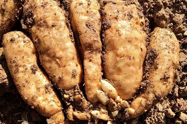 种植什么药材一年能收