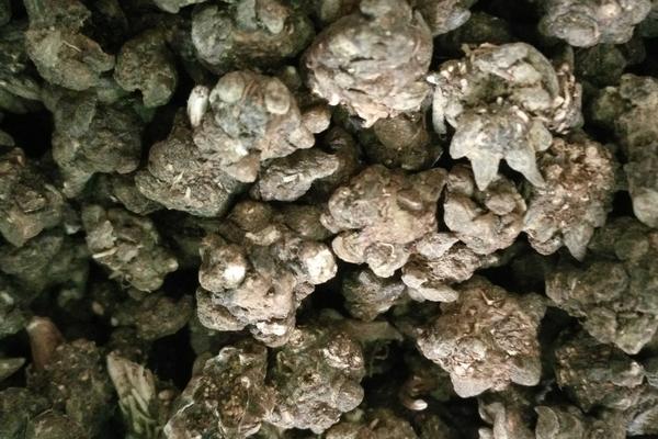 种植什么药材一年能收