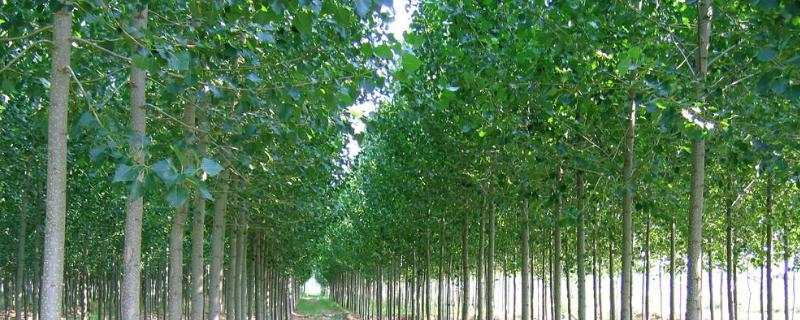 中林46杨树特征,为什么生长缓慢