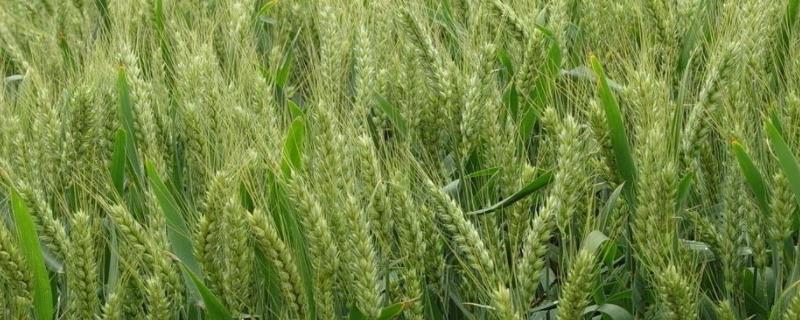 小麦生长周期，一亩地能产2000斤吗
