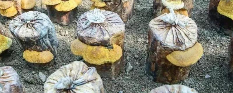 人工桑黄每平方能产多少,种植前景如何