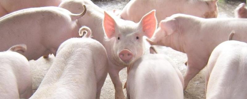 猪有奶吗,有几个脚指头