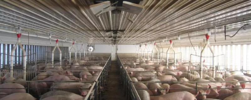 猪舍大棚建造成本,5头母猪舍怎么建