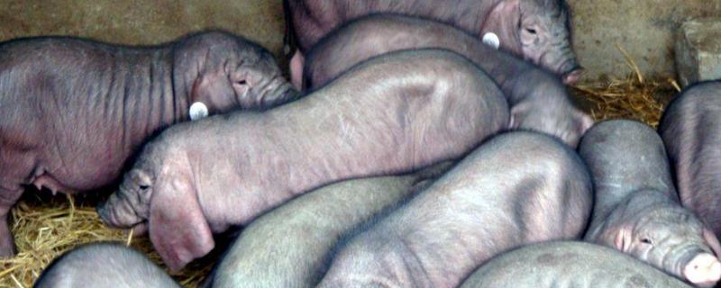 太湖猪配杜洛克产下是啥猪种,附太湖猪的优缺点