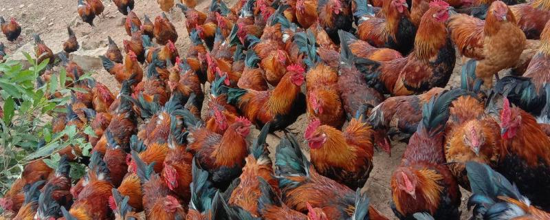 鸡脱毛的原因及防治方法,鸡打针打哪个部位