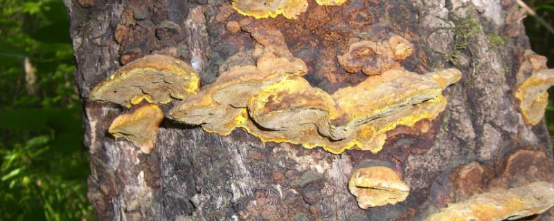 桑黄的种植条件,有什么要求