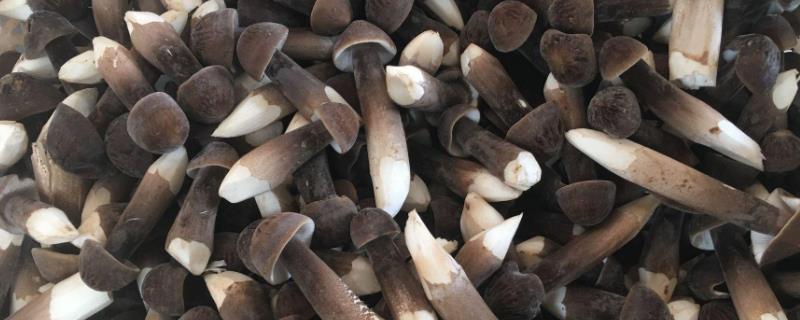 黑皮鸡枞菌的种植技术与管理,鸡枞菌一般长在什么地方,怎么形成的