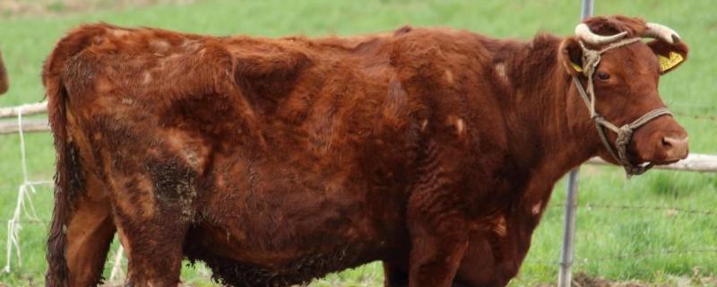 为什么中国养不出和牛，和牛是什么牛