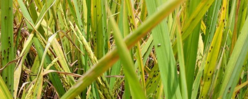 我国农业病虫害有哪些特点,2021年农业发展趋势