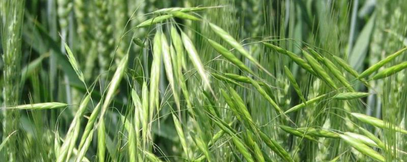 节节麦用什么除草剂,年后能打吗