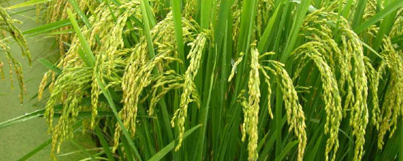 运用数据说明中国农业哪些领域世界领先,中国主要农业类型有哪些