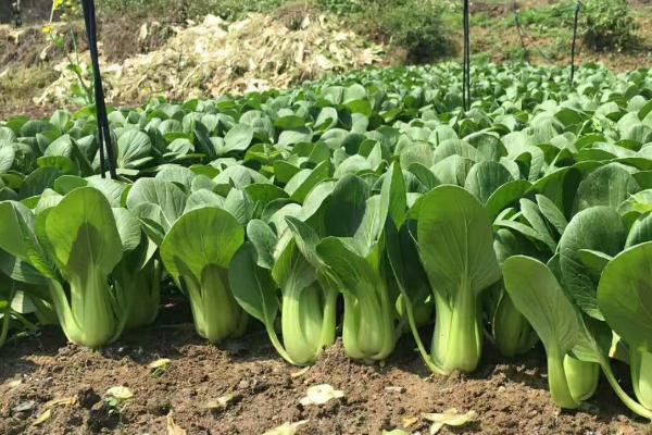 2-3月份种什么蔬菜合适