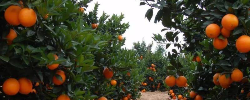 脐橙春季管理技术,脐橙植株距多少合适