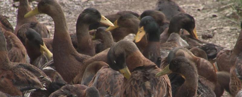 杀鸭怎么杀割哪个位置,鸭毛拔不干净怎么办