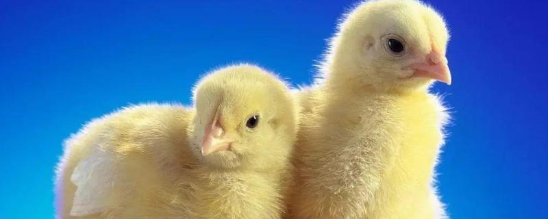 怎么孵小鸡最快2天,小鸡吃什么?怎么喂养?