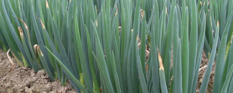 大葱春季育苗技术, 附种植时间和方法