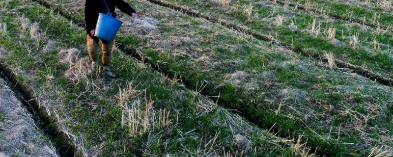 聚谷氨酸对根系的作用,对植物有什么作用