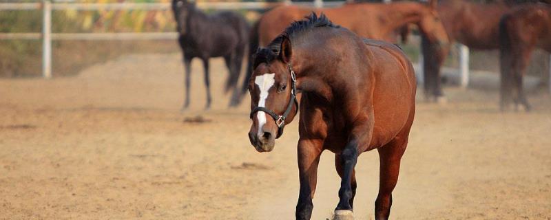 马怎么繁衍,马怎么睡觉