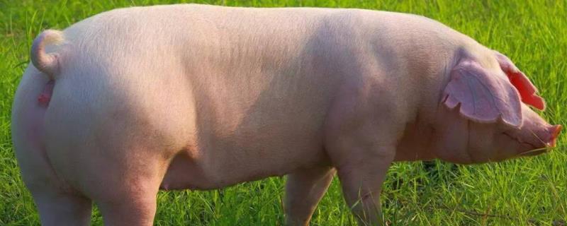 促排三号用什么稀释液,什么时候打合适