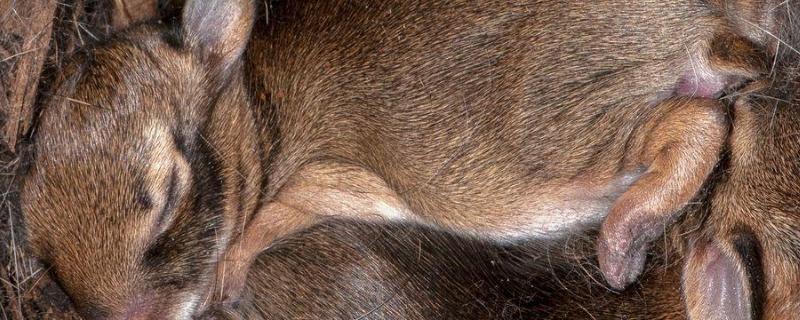 野兔一年繁殖几窝,一窝几个,野兔晚上几点出来觅食