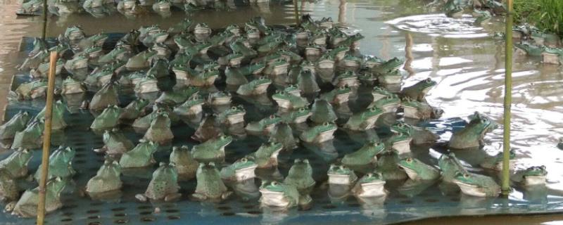 大棚养殖项目,大棚种植应如何应对雪灾