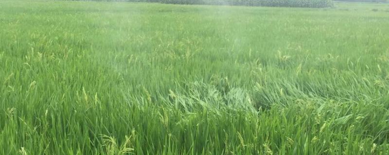 哪些农药既防虫治病又不污染环境且取材方便操作简单,矿物油可以和哪些农药混配